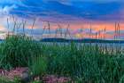 USA, Washington State, Seabeck. Sea grass and sea thrift flowers at sunset on Hood Canal. Art Print